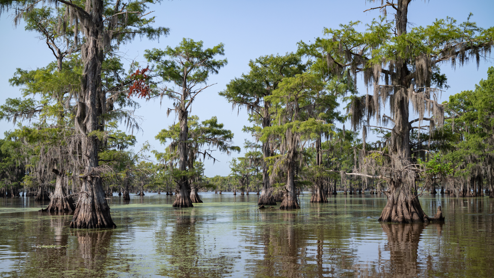 Paddle through the picturesque Caddo Lake